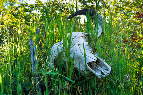 Bleached Animal Skull with Horns Hidden in Tall Green Grass