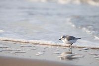 Grey Sandpiper | Strand Wassenaar | Netherlands