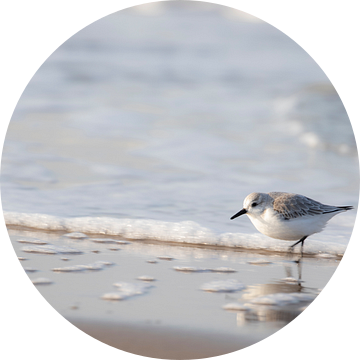 Drieteenstrandloper | Strand Wassenaar | Nederland van Wandeldingen