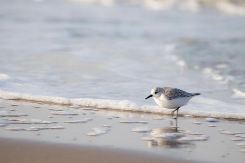 Sanderling | Strand Wassenaar | Niederlande