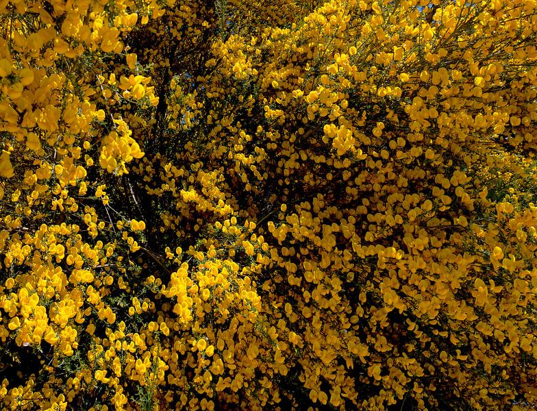 broom bushes by Corrie Ruijer