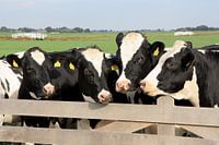 Cows at a fence
