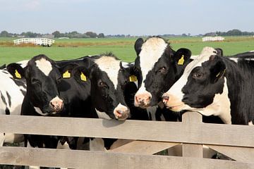 Des vaches à une clôture sur Carel van der Lippe