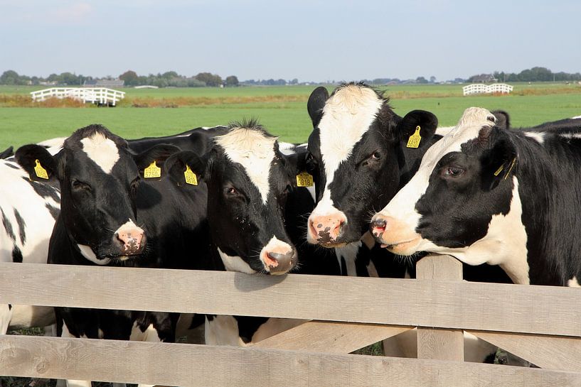 Cows at a fence by Carel van der Lippe