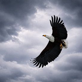 Bel aigle à tête blanche (aigle pêcheur) aux ailes déployées dans le ciel sur Chi