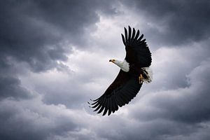 Schöner Weißkopfseeadler (Fischadler) mit ausgebreiteten Flügeln am Himmel