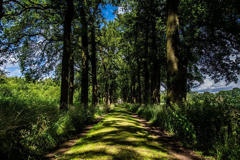 Driveway to Heeswijk Castle by Brian Morgan
