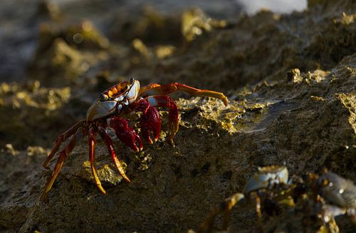 Rode krab (Grapsus adscensionis) op rotsen bij de boogjes op Curaçao.