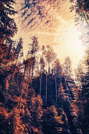 Phanatsie in Bad Schandau - Kirnitzschklamm Tal bei einer Wanderung. von Jakob Baranowski - Photography - Video - Photoshop