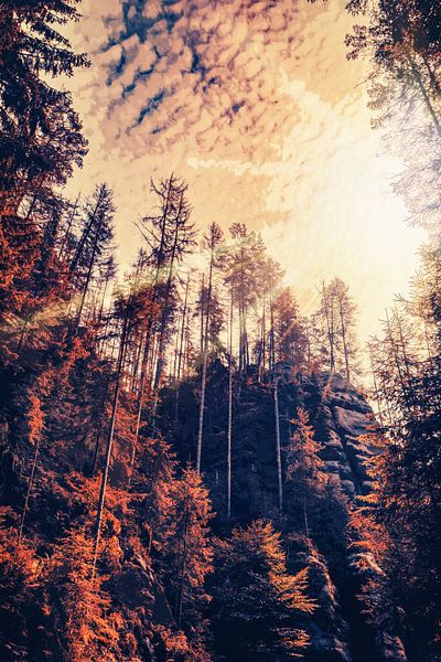 Pure nature in Bad Schandau - Kirnitzschklamm gorge by Jakob Baranowski - Photography - Video - Photoshop