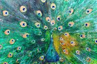 Peacock van Atelier Paint-Ing thumbnail