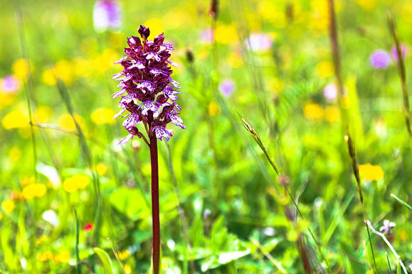 Orchid beauty in a sea of spring by Fototante