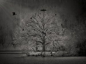 L'arbre aux cormorans