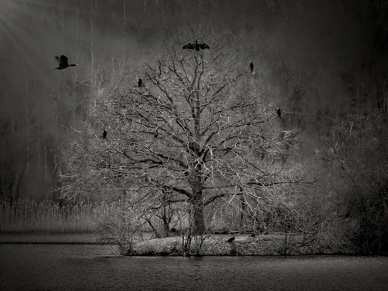 The Cormorant Tree by Maickel Dedeken