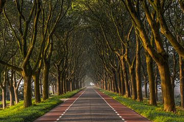 Tree avenue in the Hoeksche Waard during sunrise