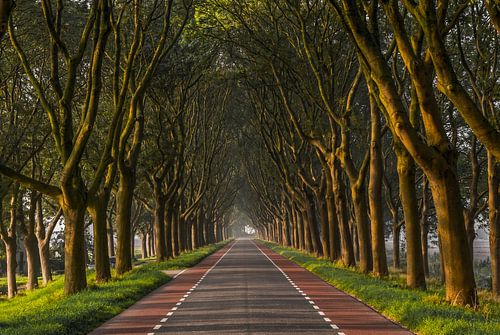 Bomenlaan in de Hoeksche Waard tijdens zonsopkomst