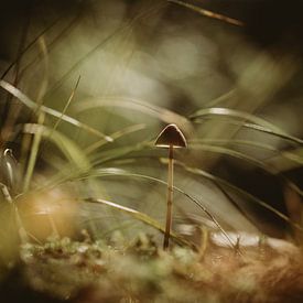 De dappere paddenstoel van Linda Mannsperger