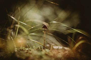 The brave mushroom by Linda Mannsperger