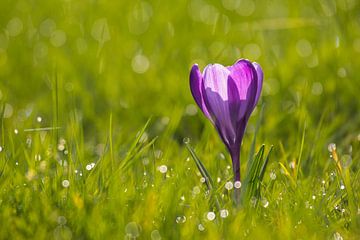 Krokus, zo'n mooie voorjaarsbloeier van Natuurpracht   Kees Doornenbal