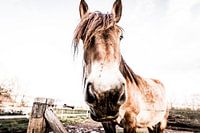 Cheval