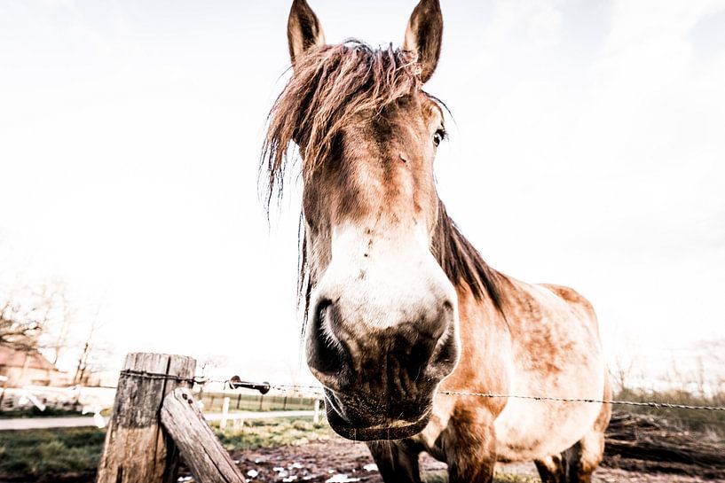 Pferd von Reurings aan de Muur