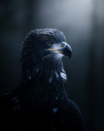 Porträt eines Weißkopfseeadlers von Nils Hornschuh