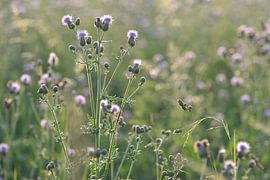 Paarse bloemen in veld van Jeantina Lensen-Jansen
