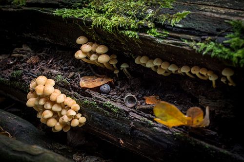 Paddenstoelen, herfst 2015
