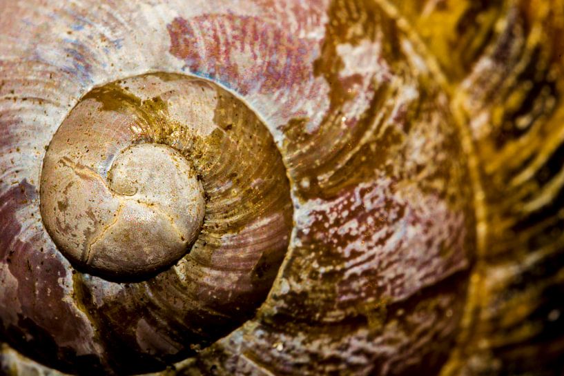 The twist 2 par Henry van Schijndel