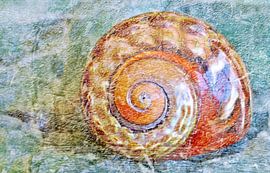 Close up of a sea snail shell mixed media by Werner Lehmann