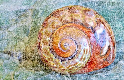 Close up of a sea snail shell mixed media