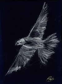 Oiseau blanc