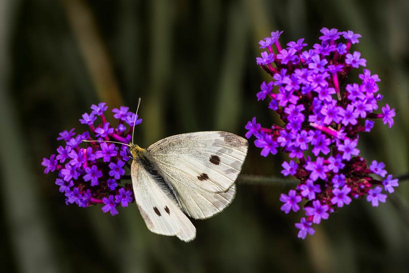 _DSC9029 von Bart Verdijk
