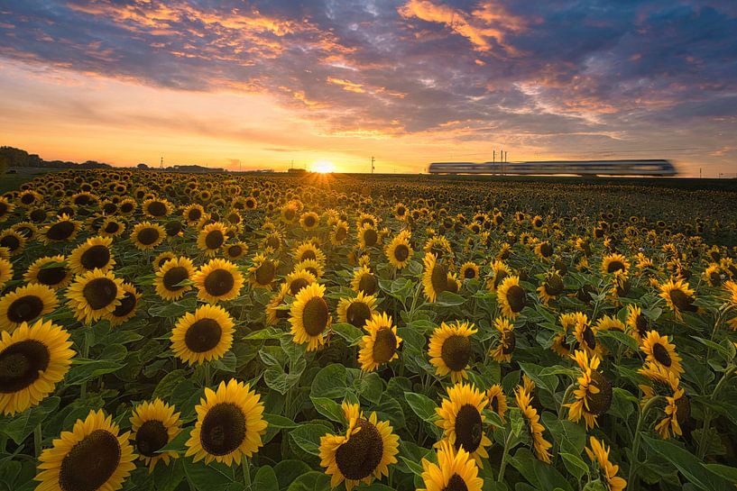 Train passes sunflowers during sunset by peterheinspictures