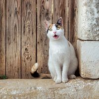 Kat kijkt verbaasd toe
