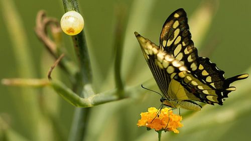 Swallowtail