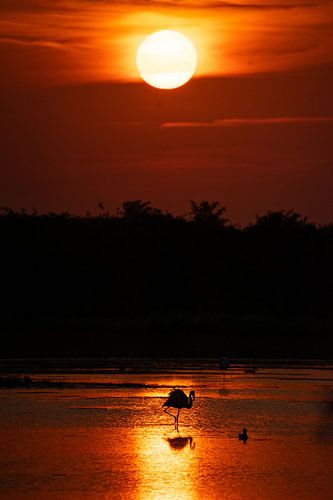 Enchanting sunset with flamingo (in the Netherlands!)