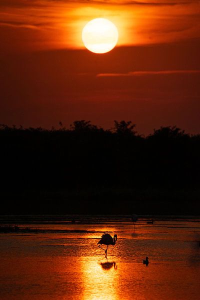 Betoverende zonsondergang met flamingo (in Nederland!) van Beeldpracht by Maaike