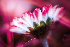 Gänseblümchen träumt von Pink