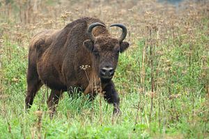 Bison d'Europe (Bison bonasus)