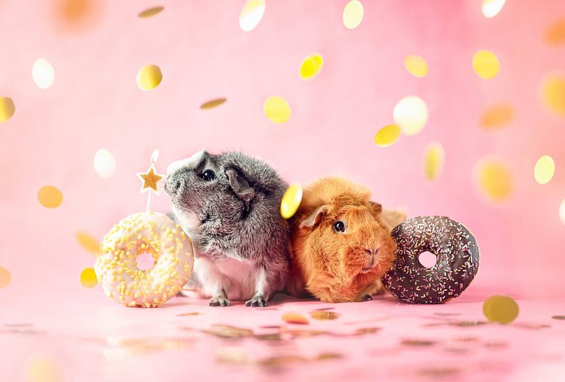 Guinea pig party by Marloes van Antwerpen