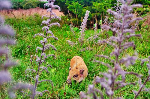 Pig in the meadow