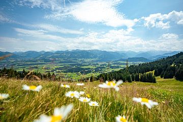 Bloemrijk uitzicht op de Oberallgäu en de Allgäuer Alpen vanaf de Ofterschwanger Horn van Leo Schindzielorz