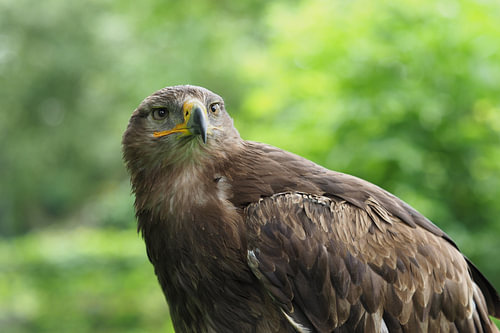 Arend