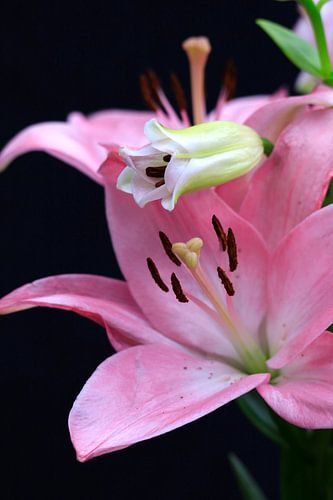 Lily still life