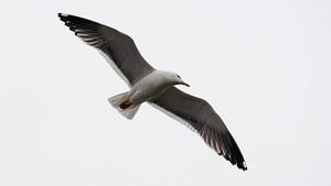 Mouette