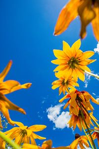 Fleurs d'été 2 sur Lydia