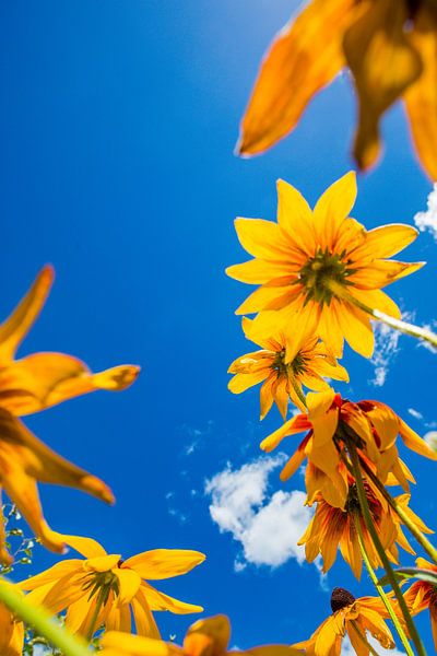 Sommerblumen 2 von Lydia