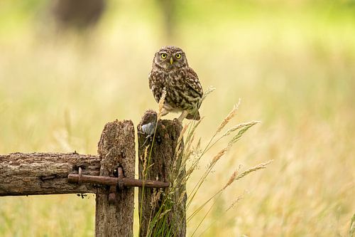 Steenuil, Athene noctua. roofvogel