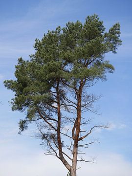 Baum von snippephotography